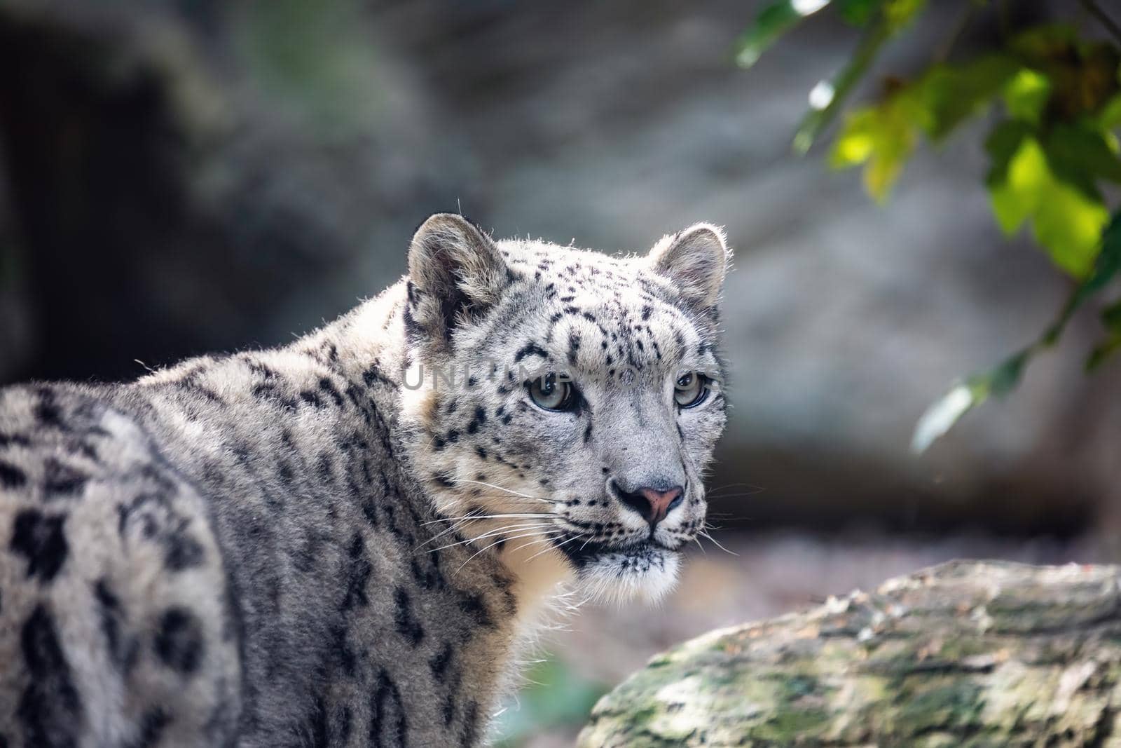 snow leopard, Irbis Uncia uncia by artush