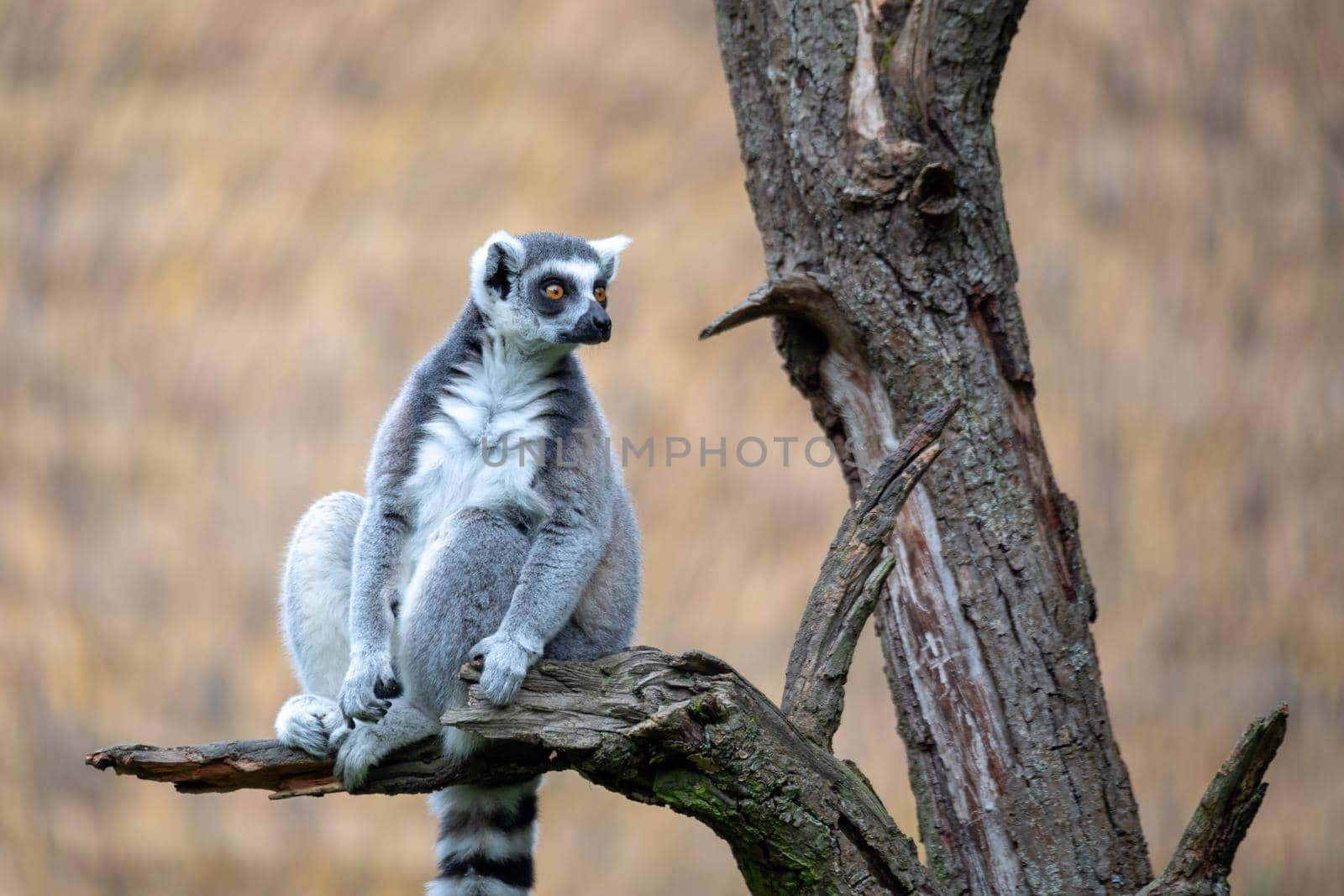 cute and playful Ring-tailed lemur, endemic animal in Madagascar