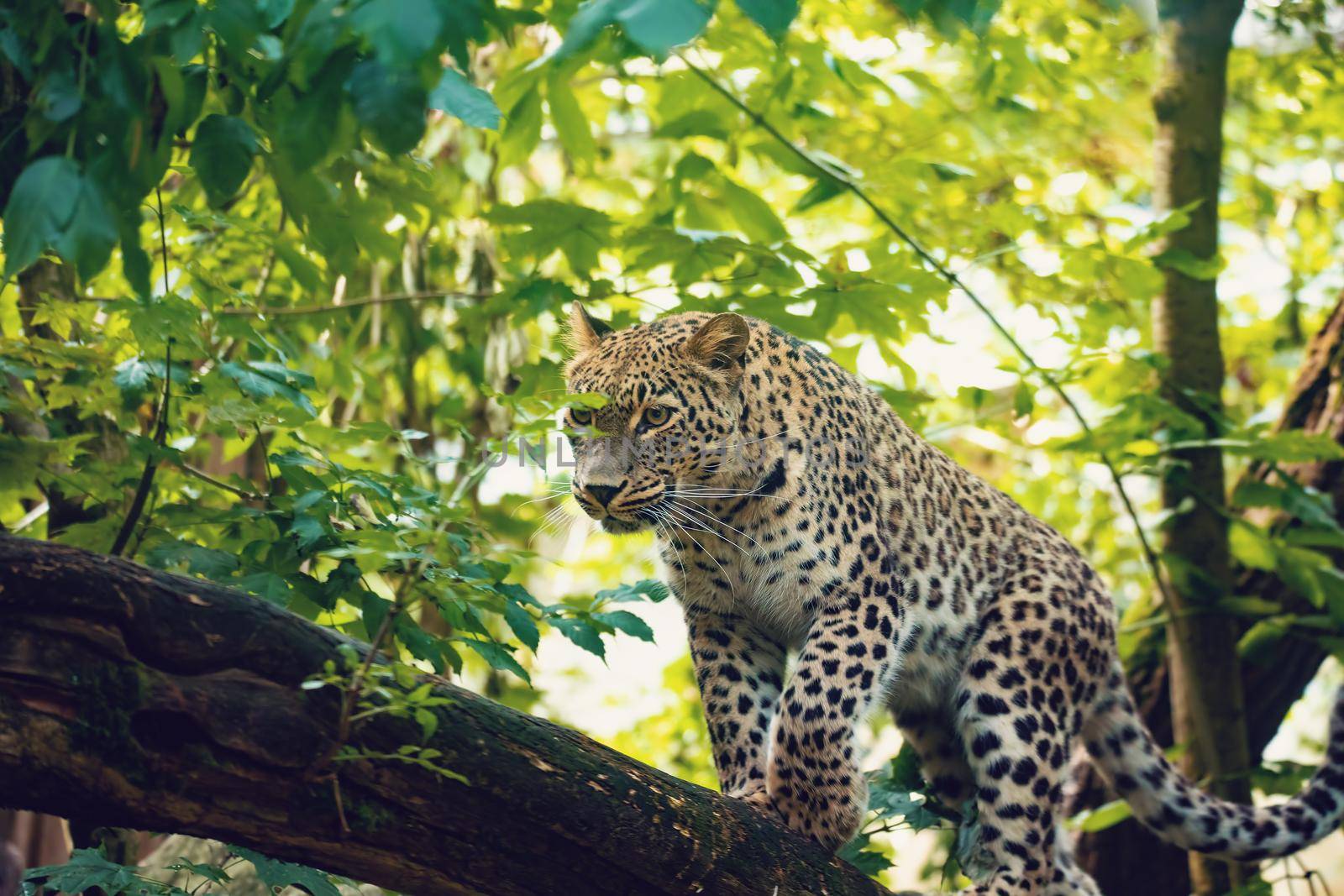 big cat Persian leopard, Panthera pardus saxicolor) by artush