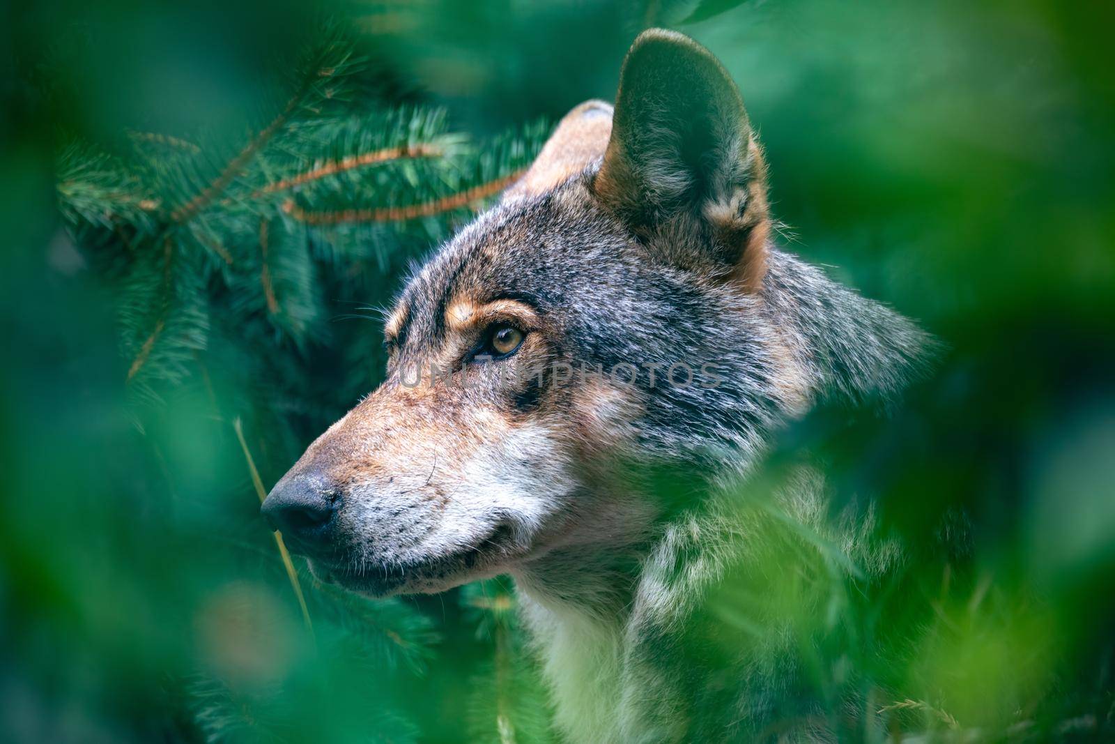 hunting european wolf, Potrait in forest by artush