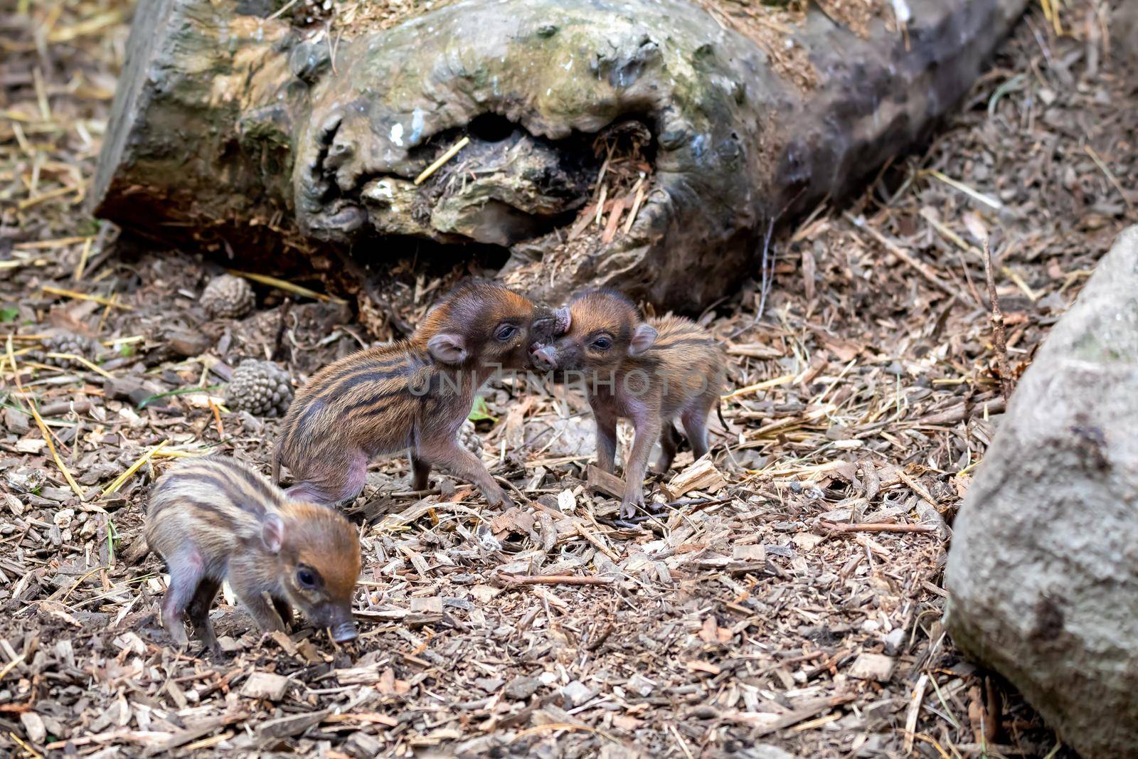 Small cute playful baby with lying mom sows of Visayan warty pig (Sus cebifrons) is a critically endangered species in the pig genus. It is endemic to Visayan Islands in the central Philippines