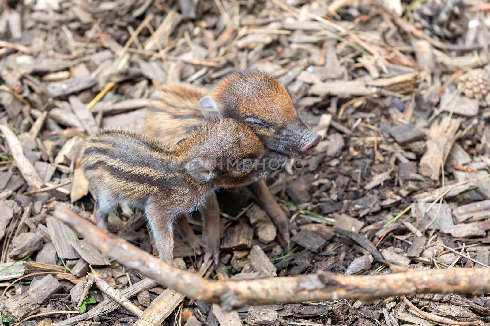 Small cute playful baby with lying mom sows of Visayan warty pig (Sus cebifrons) is a critically endangered species in the pig genus. It is endemic to Visayan Islands in the central Philippines