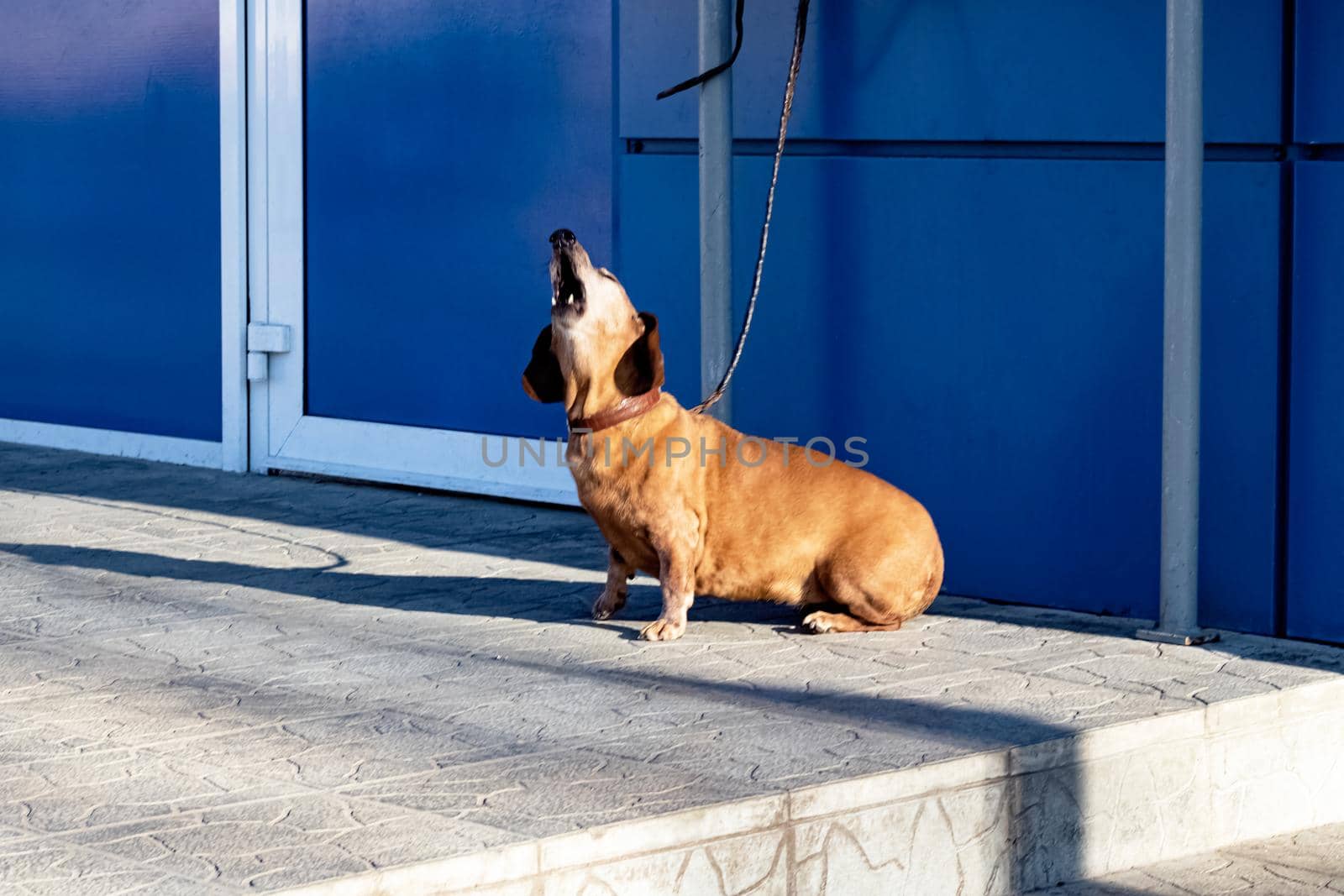 Red abandoned dog sits at the door and howls outdoor