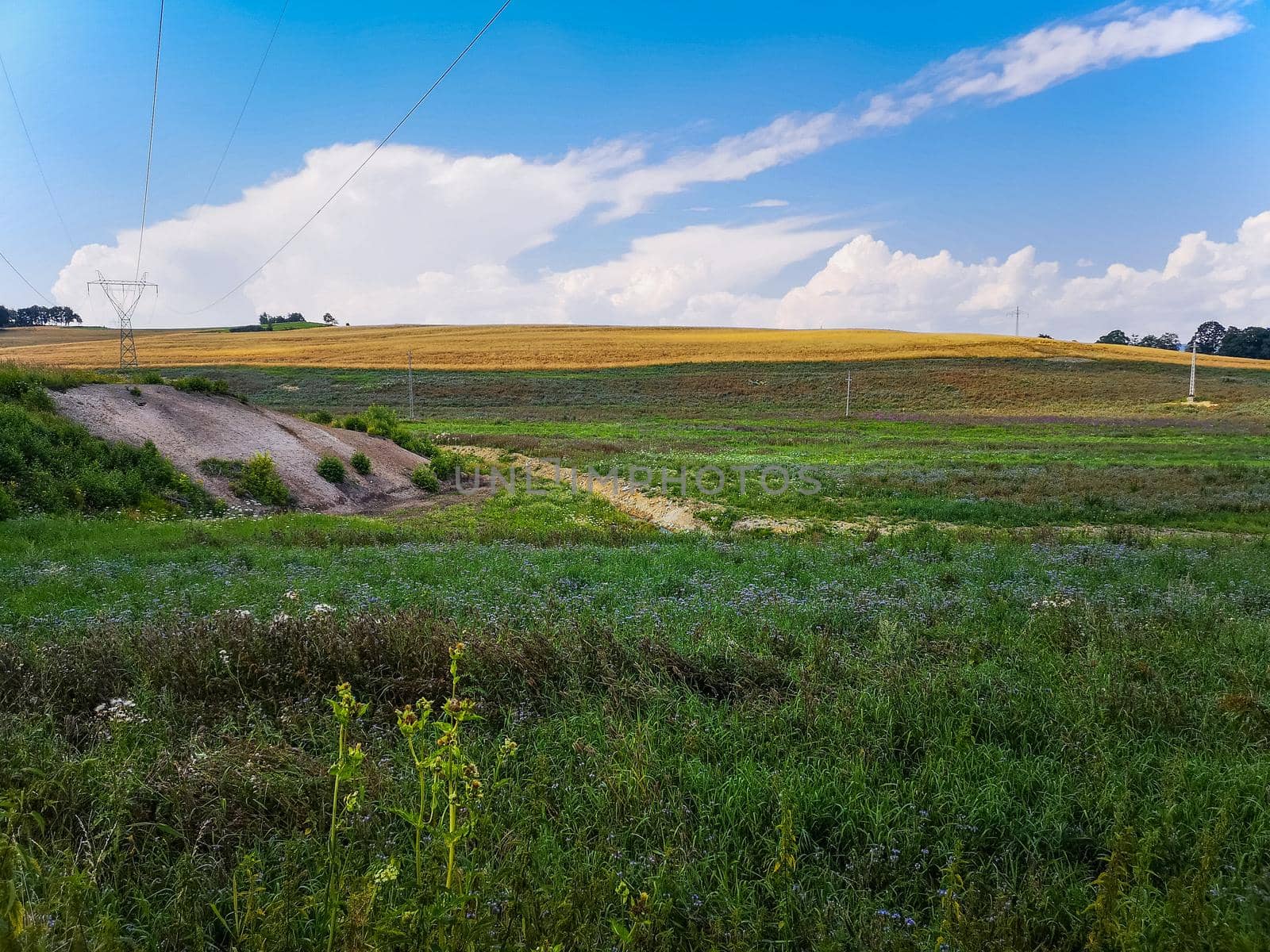 Landscape of green and yellow fields with small hills and blue cloudy sky by Wierzchu