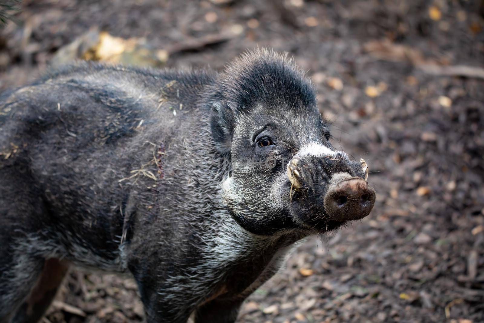 Big adult boar of Visayan warty pig (Sus cebifrons) is a critically endangered species in the pig genus. It is endemic to Visayan Islands in the central Philippines