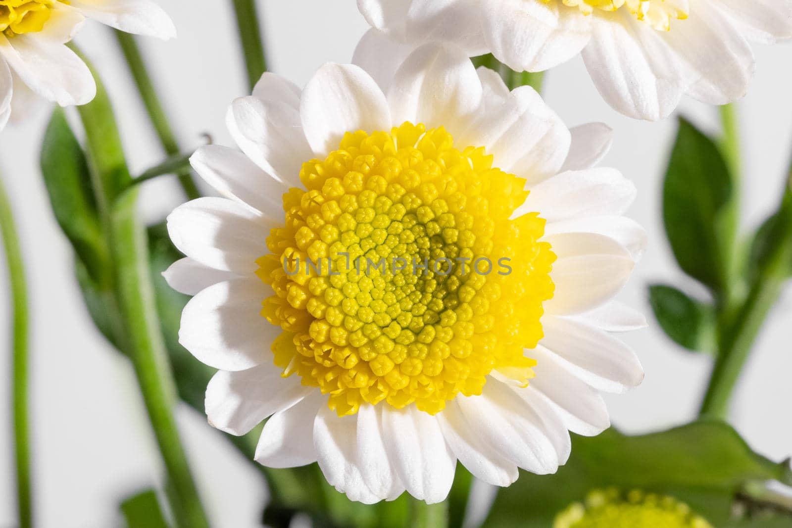 White daisy with yellow stamen at closeup with white background, macro shot under bright light by katrinaera