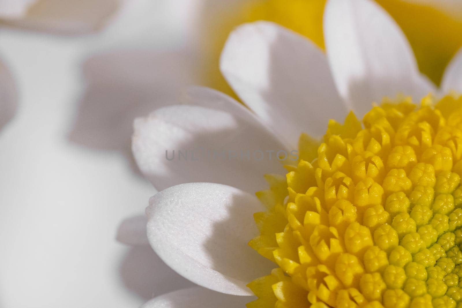 White daisy with yellow stamen at closeup with white background, macro shot under bright light by katrinaera