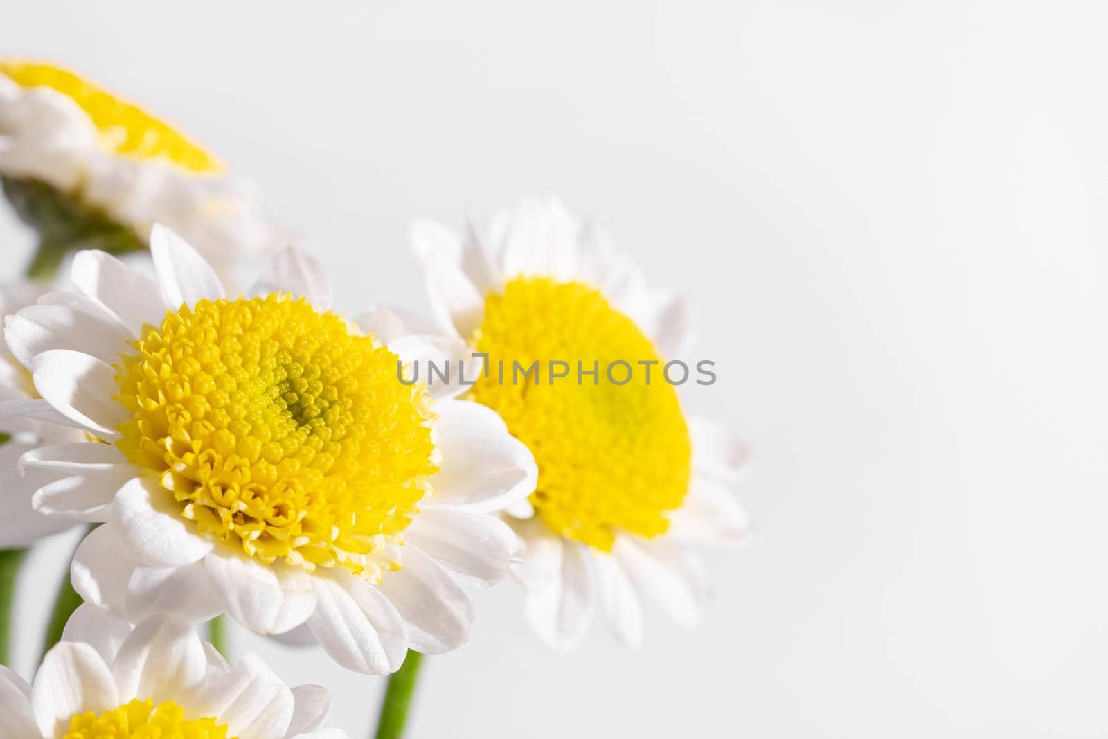 White daisy with yellow stamen at closeup with white background, macro shot under bright light side view