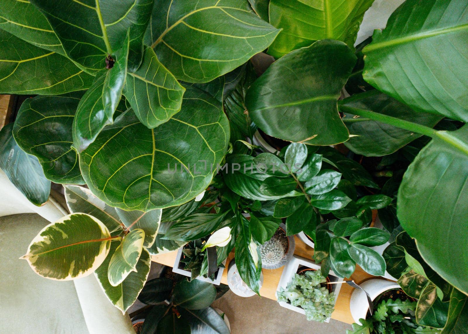 Ficus lyrata, potted ficus. Plant collection.Beautiful fiddle-leaf, fig tree plant with big green leaves. Stylish modern floral home decor in minimal style by katrinaera