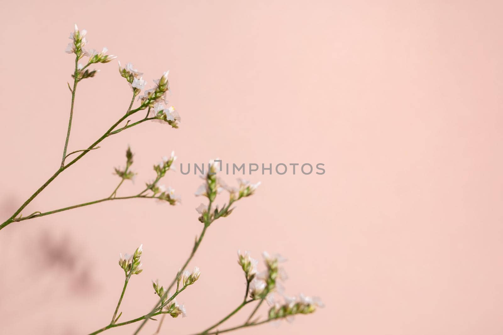 Little white flower, detail of a Gipsofila flower on pink background with copy space for your design, light and dark shadows top view