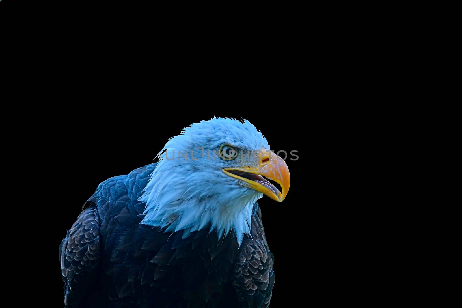 The bald eagle - Haliaeetus leucocephalus - is a bird of prey found in North America. The bald eagle is the national bird of the United States of America. Bald eagle on black background and big copy space.