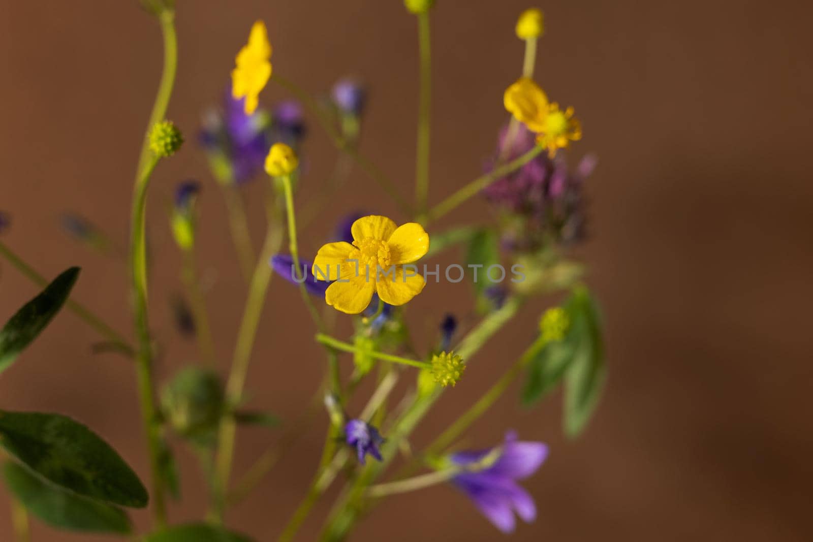 Bouquet of wild flowers on brown background, healing plant collection, still life composition by katrinaera