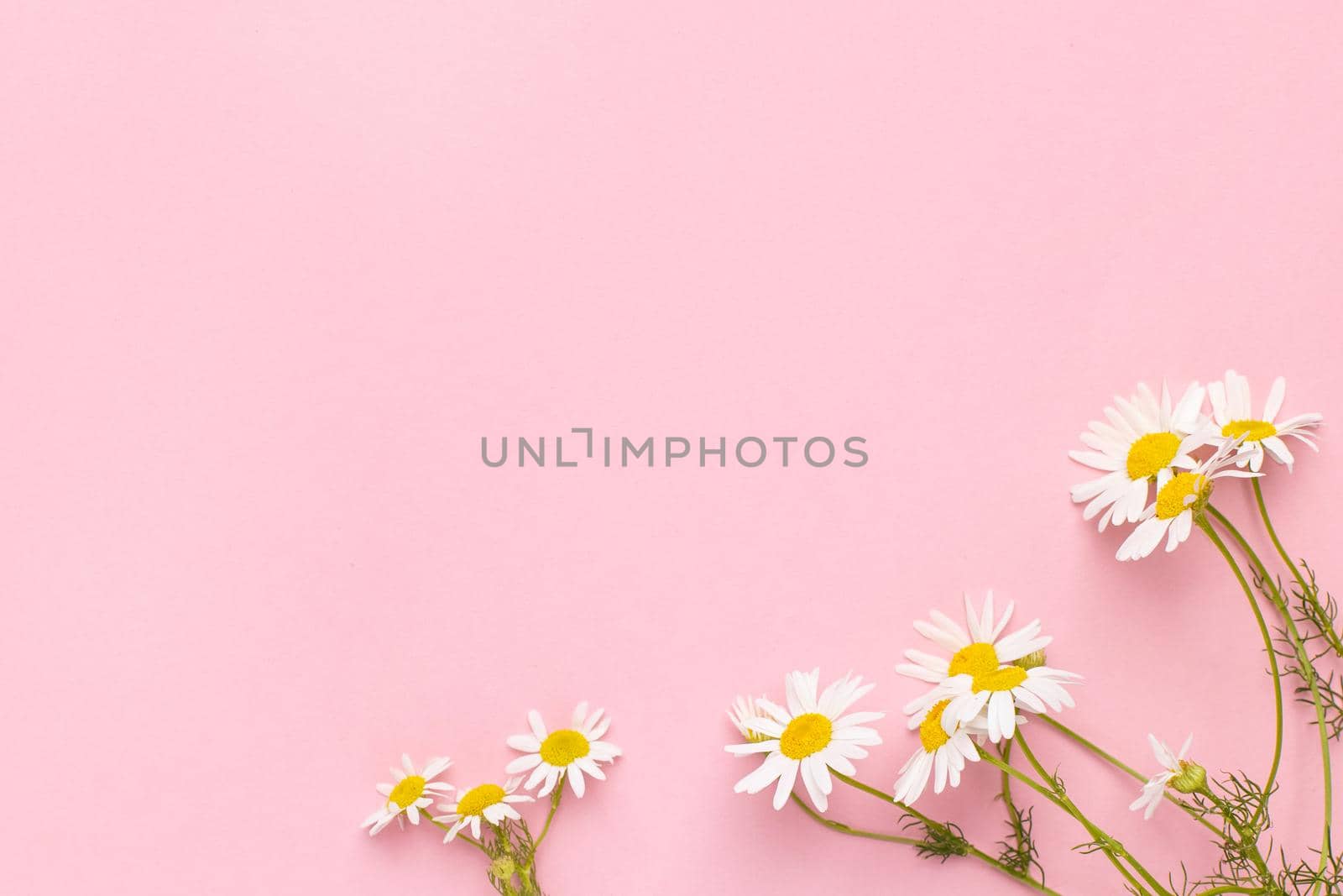 Chamomile flowers on pink background .Daisies background with copy space . Summer background.Chamomile field top view