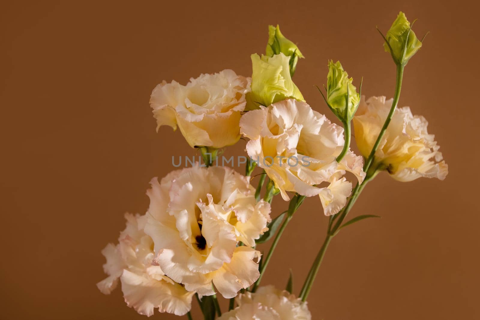 Surreal dark chrome orange and white flower Eustoma macro isolated on brown , still life aesthetic composition by katrinaera