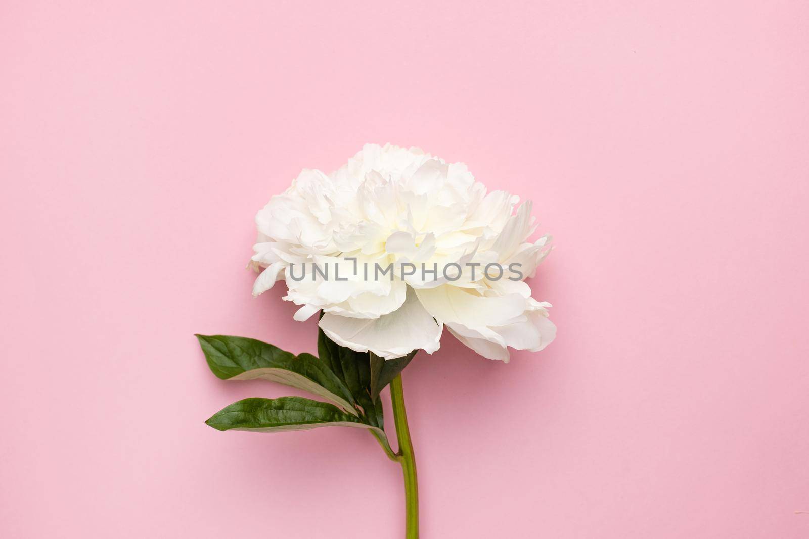 Closeup of beautiful white peony flower in vase on pink background with copy space, holiday and birthday concept, flower shot