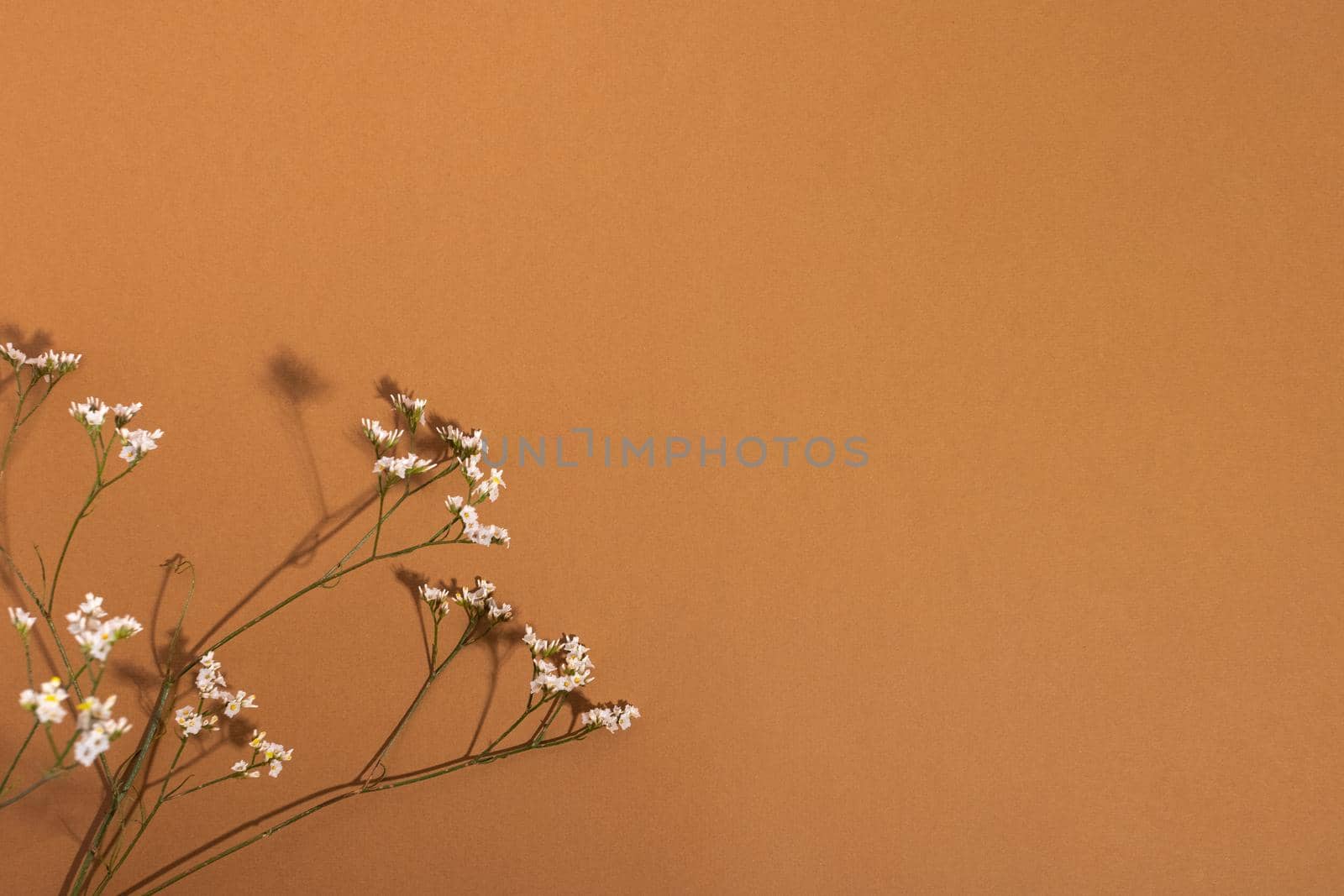 Little white flower, detail of a Gipsofila flower on brown background with copy space for your design, light and dark shadows top view