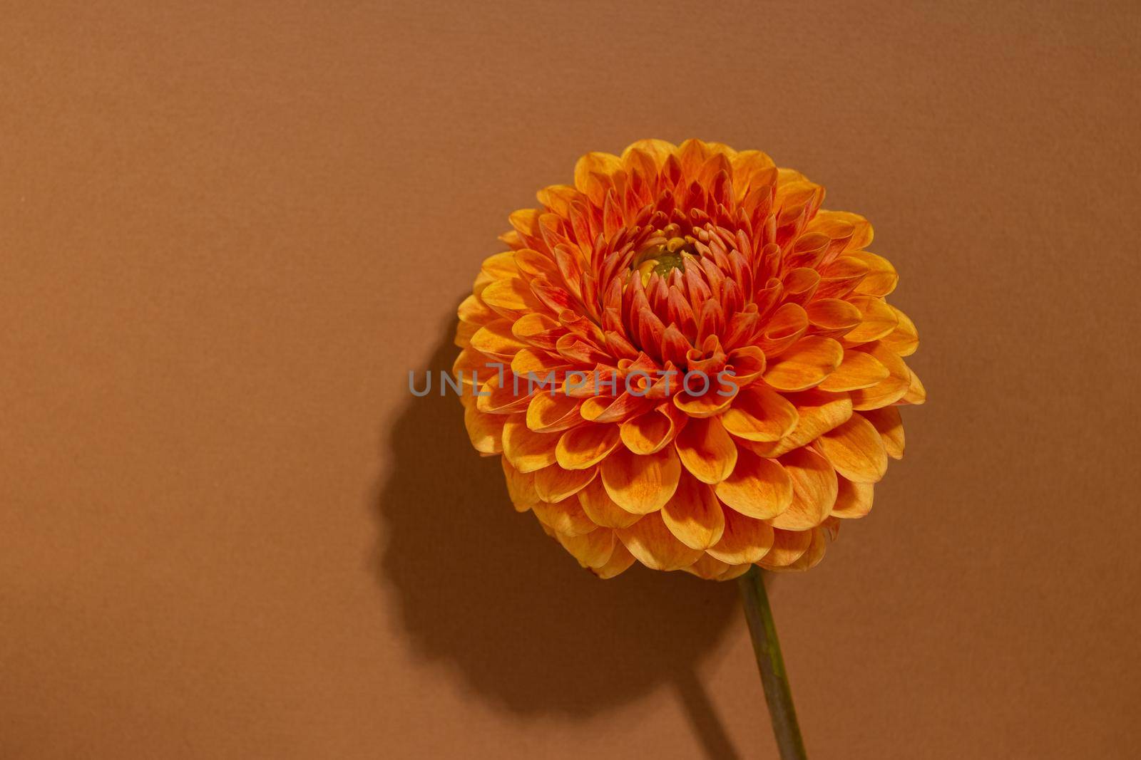 Dahlia. Close up of orange Dahlia flower. Bright red flower in fresh blossom. Decorative Outdoor Plant on brown background by katrinaera