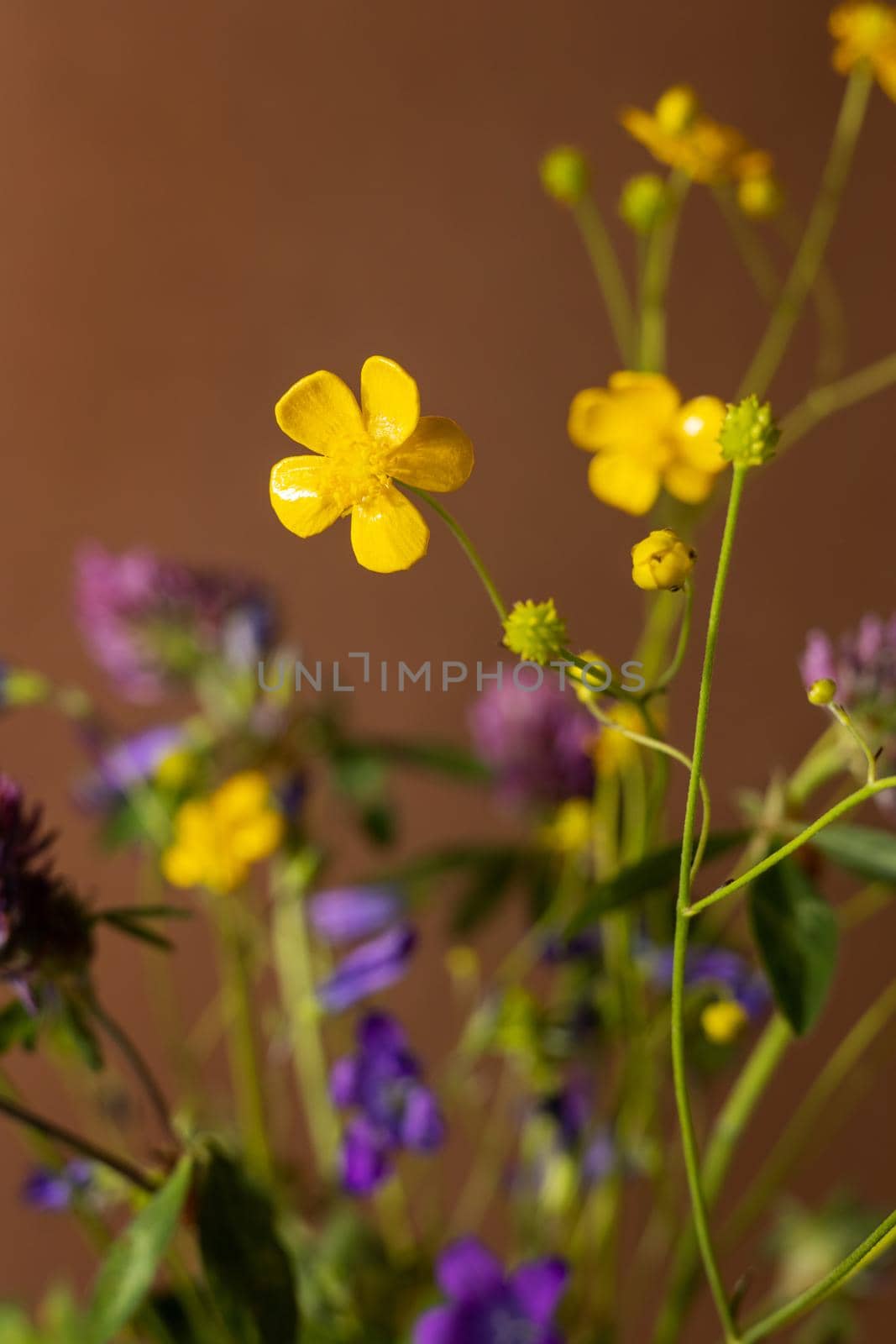 Bouquet of wild flowers on brown background, healing plant collection, still life composition side view