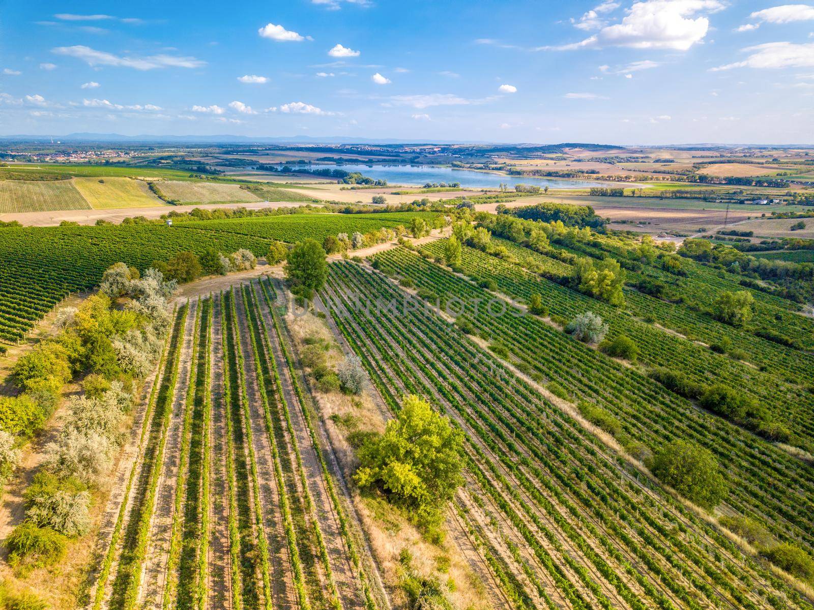 Vineyards in Palava region, Landscape of South Moravia, Czech Republic, view from above, drone shoot