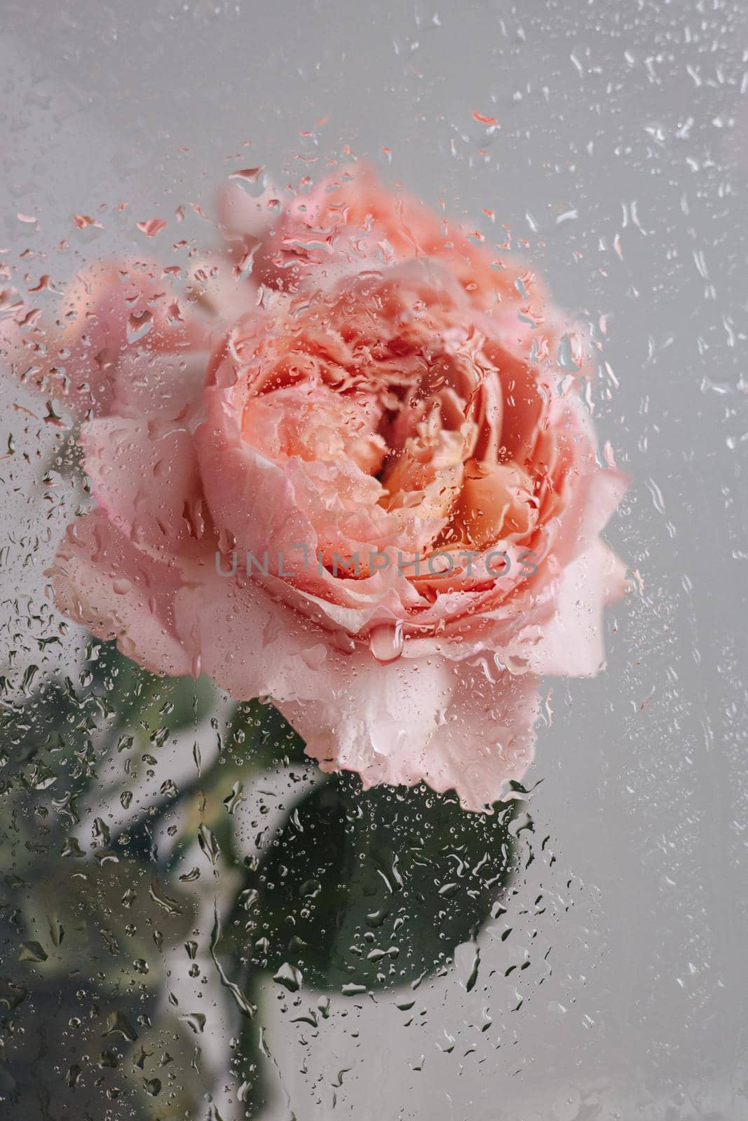 Pink rose in vase on wood table on gray wall background near glass window with rain side view by katrinaera