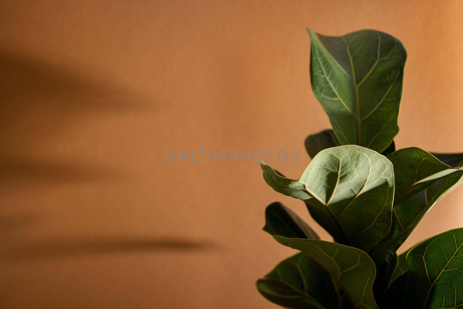 Green leaves of Fiddle Fig or Ficus Lyrata. Fiddle-leaf fig tree the popular ornamental tropical houseplant on brown background,, Air purifying plants for home, Houseplants With Health Benefits side view
