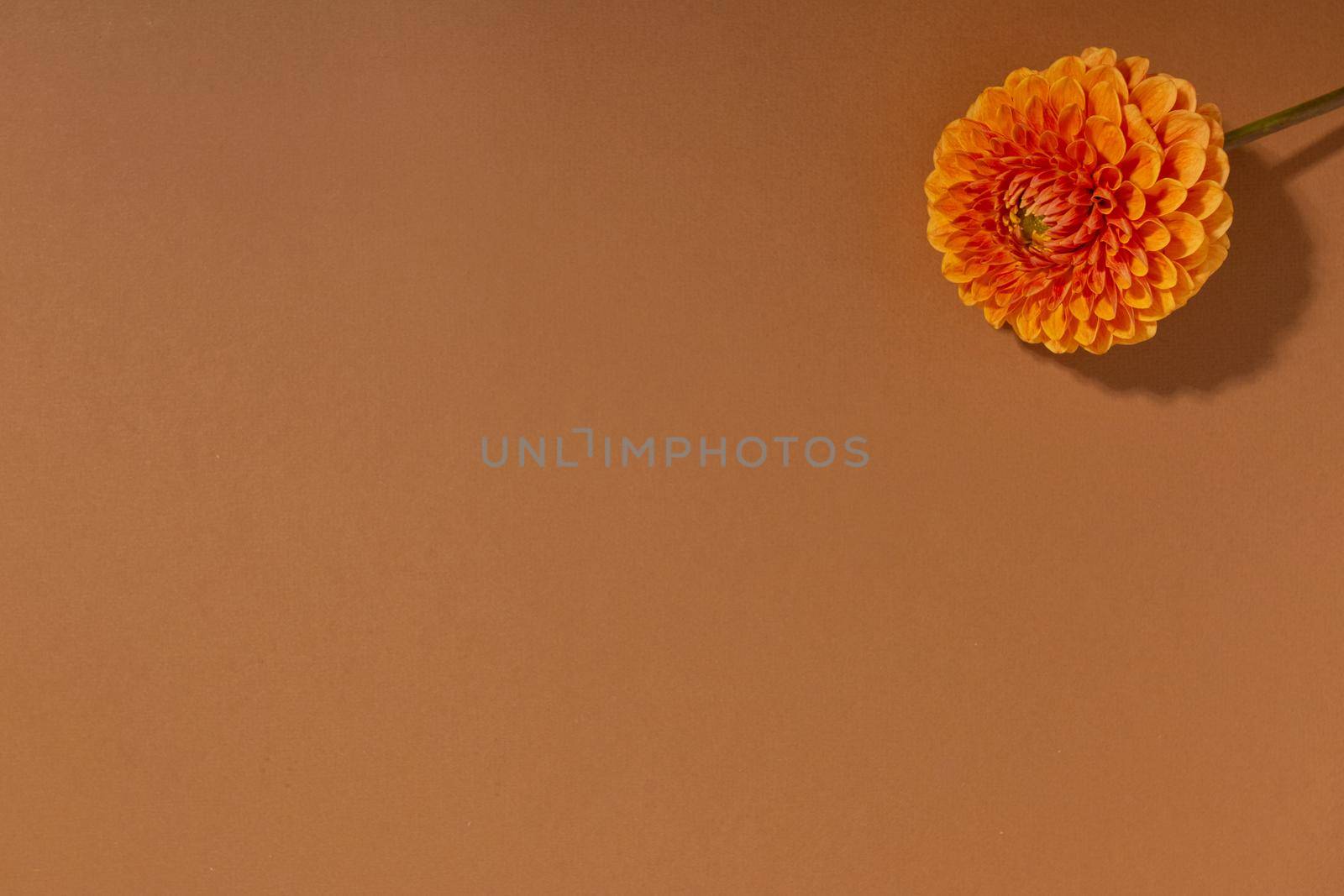 Dahlia. Close up of orange Dahlia flower. Bright red flower in fresh blossom. Decorative Outdoor Plant on brown background by katrinaera