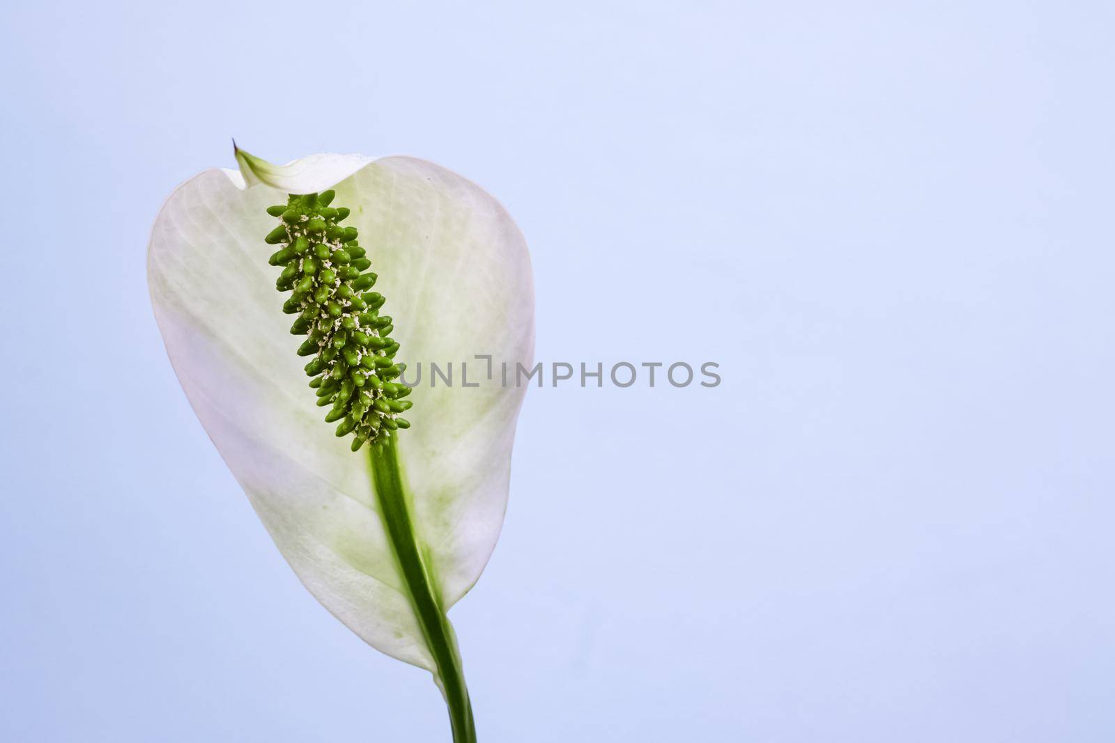White spathiphyllum flower on a blue background, copy space