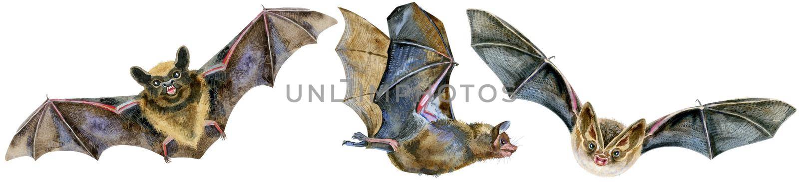 Watercolor illustration of a bats in white background. by NataOmsk