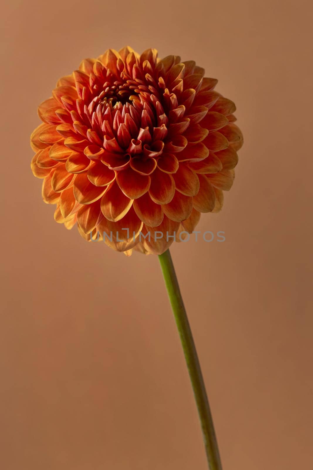 Beautiful orange coloured sunny Dahlia flower texture, close up view , flower on brown background macro