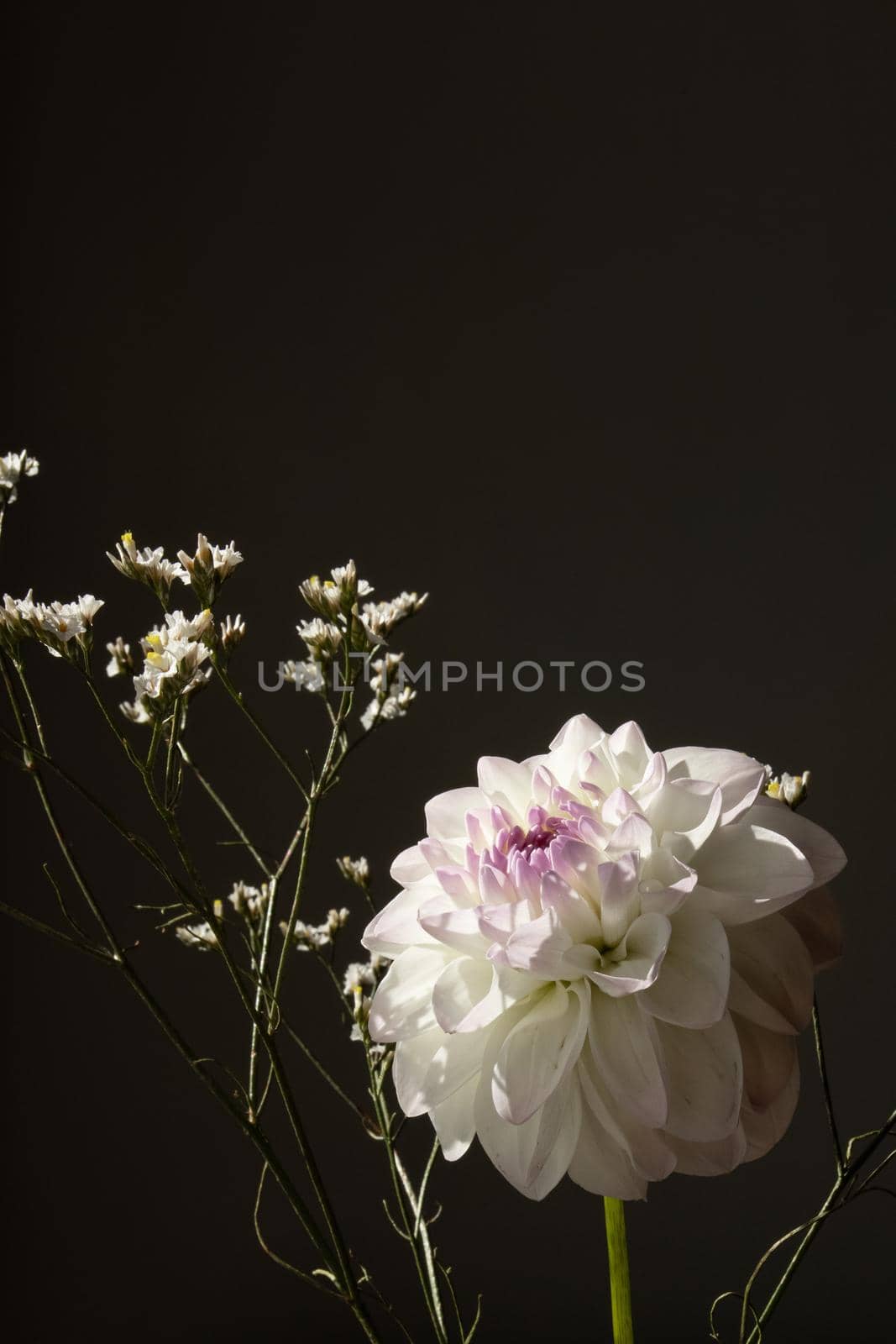 Beautiful orange coloured sunny Dahlia flower , yellow craspedia and white dried flowers, modern bouquet flowers dark style still life side view