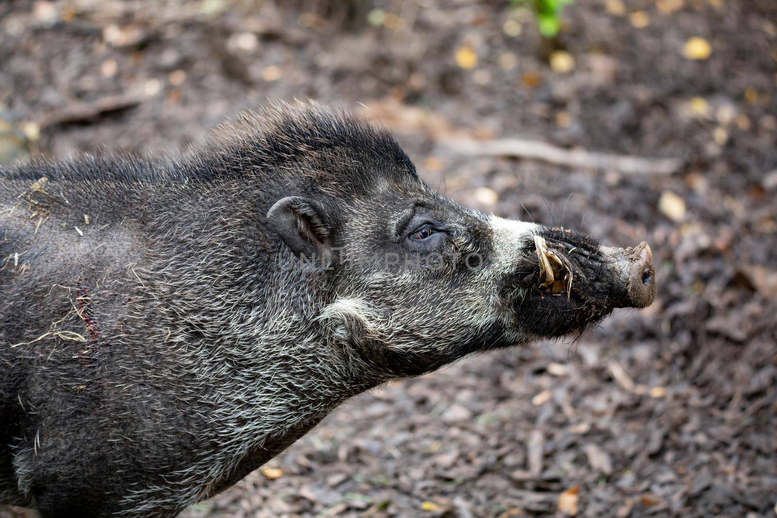 Big adult boar of Visayan warty pig (Sus cebifrons) is a critically endangered species in the pig genus. It is endemic to Visayan Islands in the central Philippines