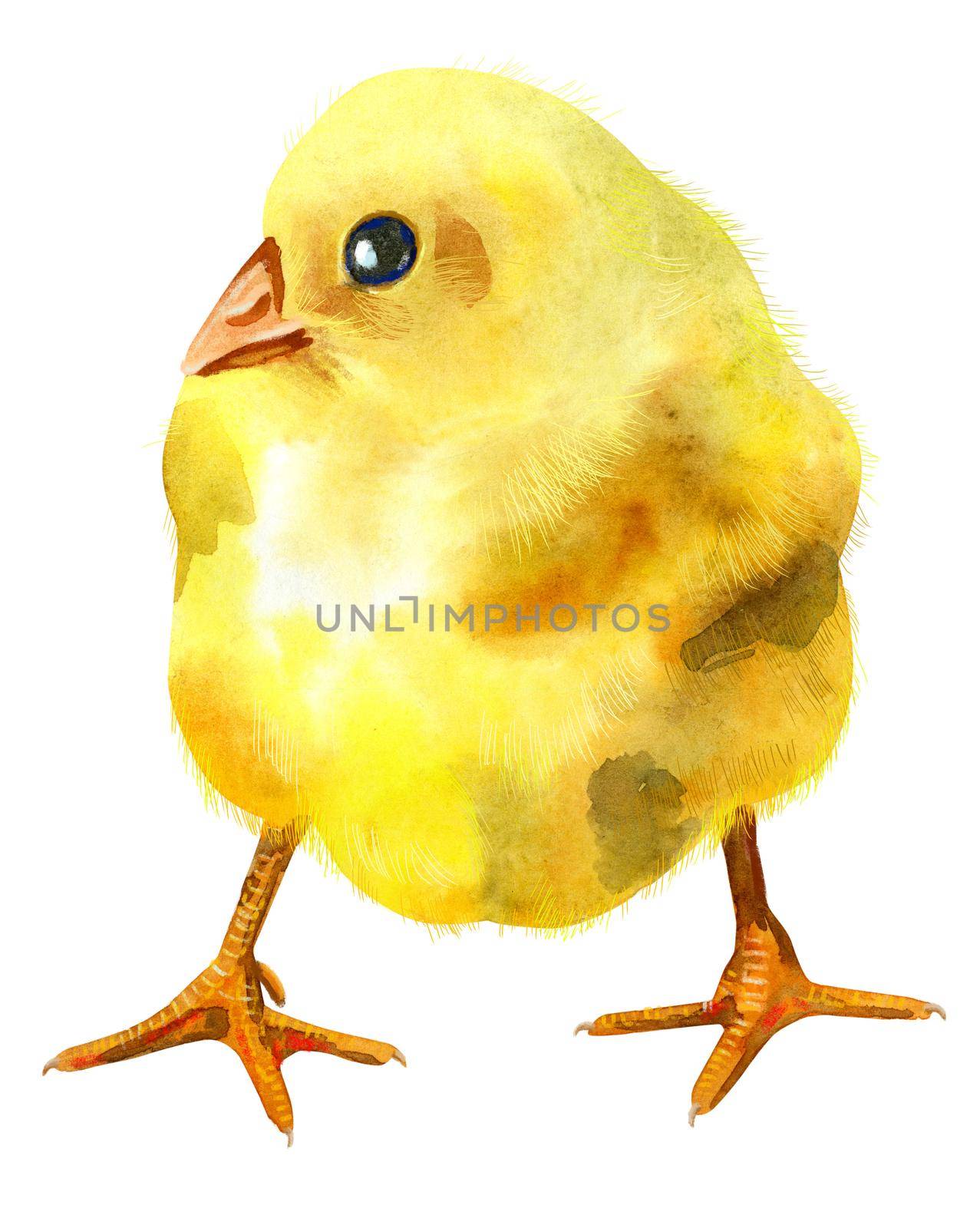 Watercolor illustration of yellow chicken by NataOmsk