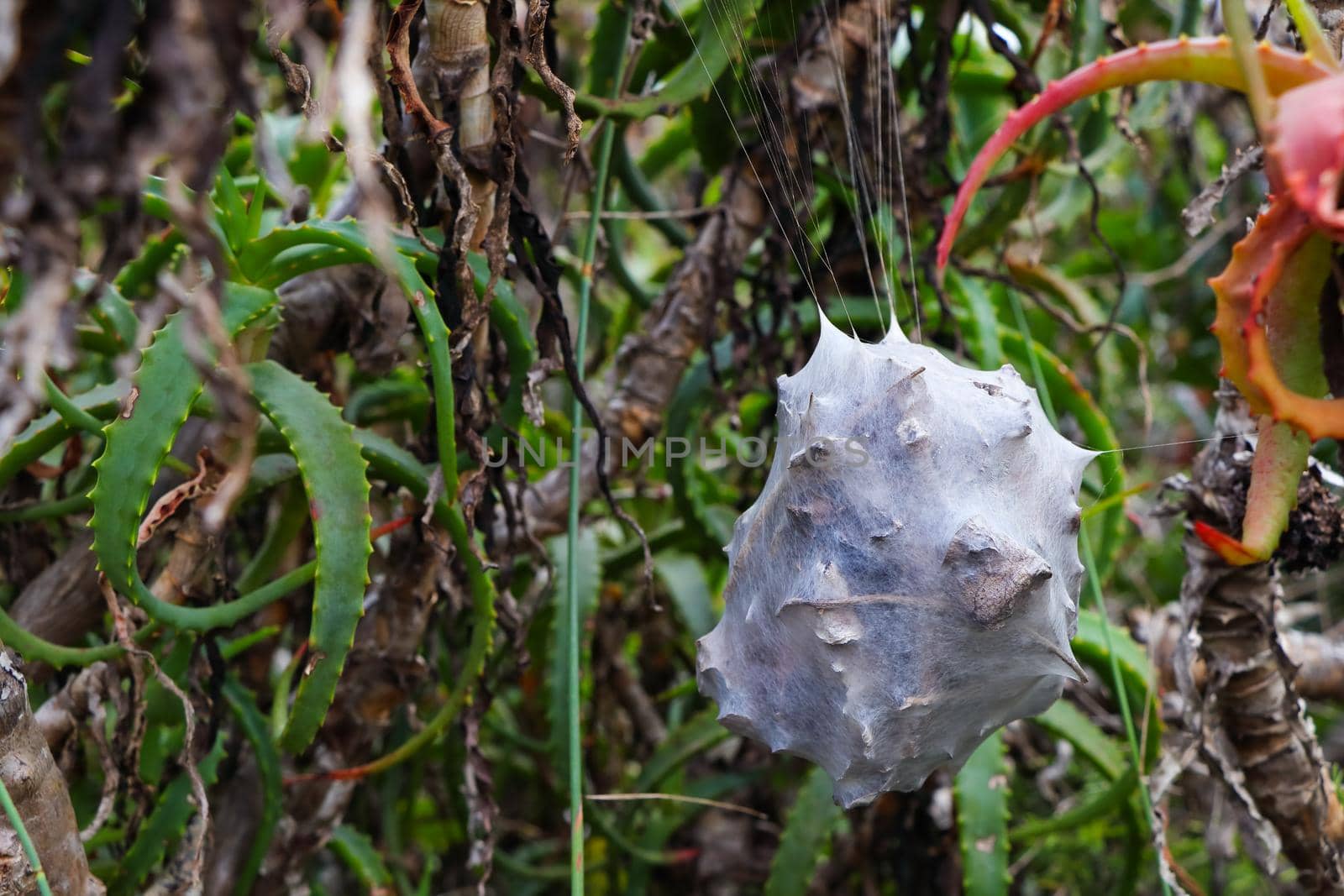 Suspended Common Rain Spider's Nest In Aloes (Palystes superciliosus) by jjvanginkel