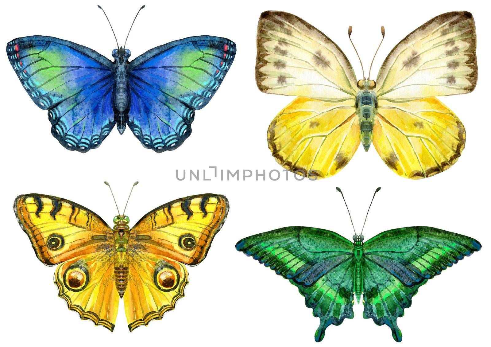 Watercolor butterflies. Vintage summer isolated spring art. Watercolour illustration.