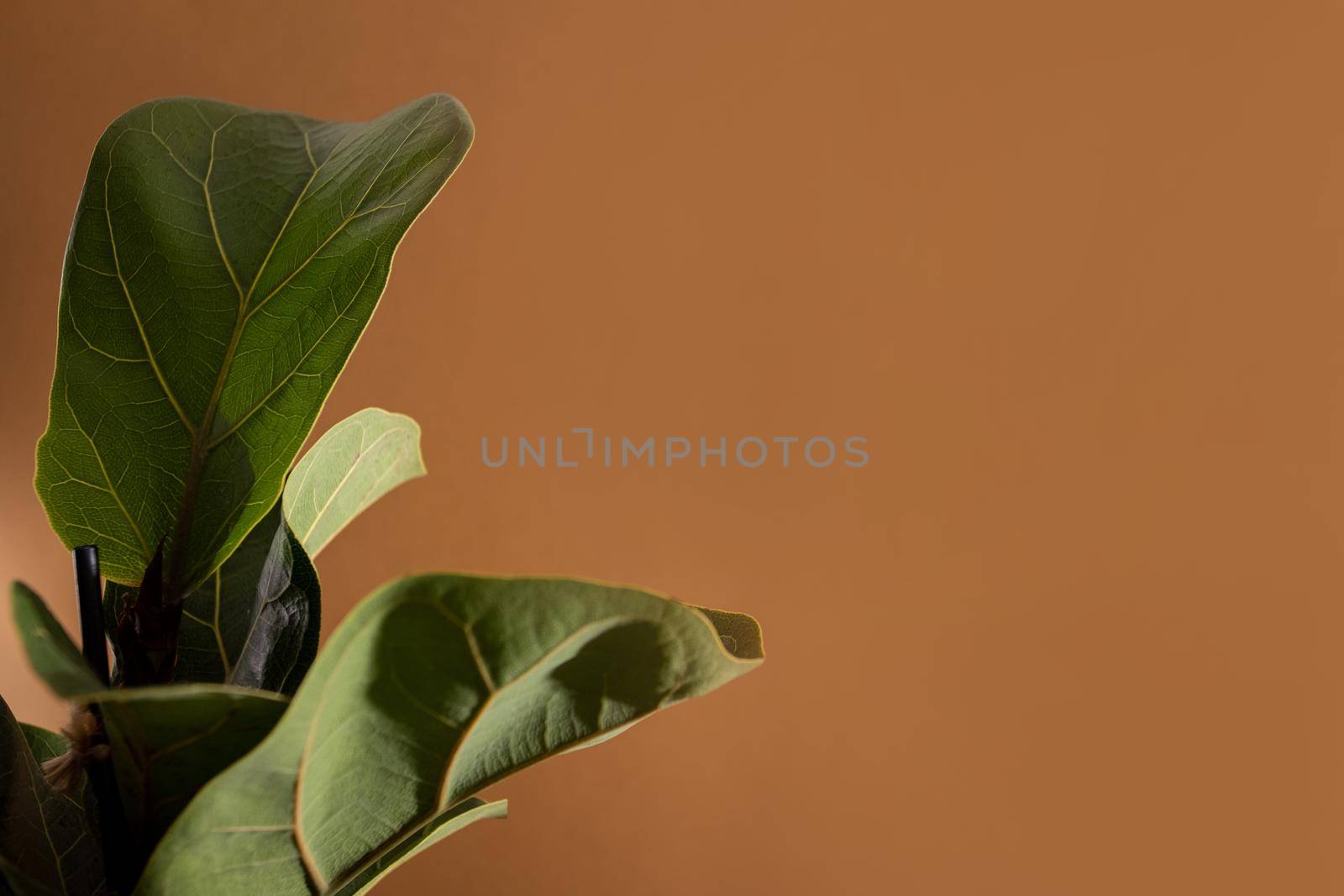 Green leaves of Fiddle Fig or Ficus Lyrata. Fiddle-leaf fig tree the popular ornamental tropical houseplant on brown background,, Air purifying plants for home, Houseplants With Health Benefits by katrinaera