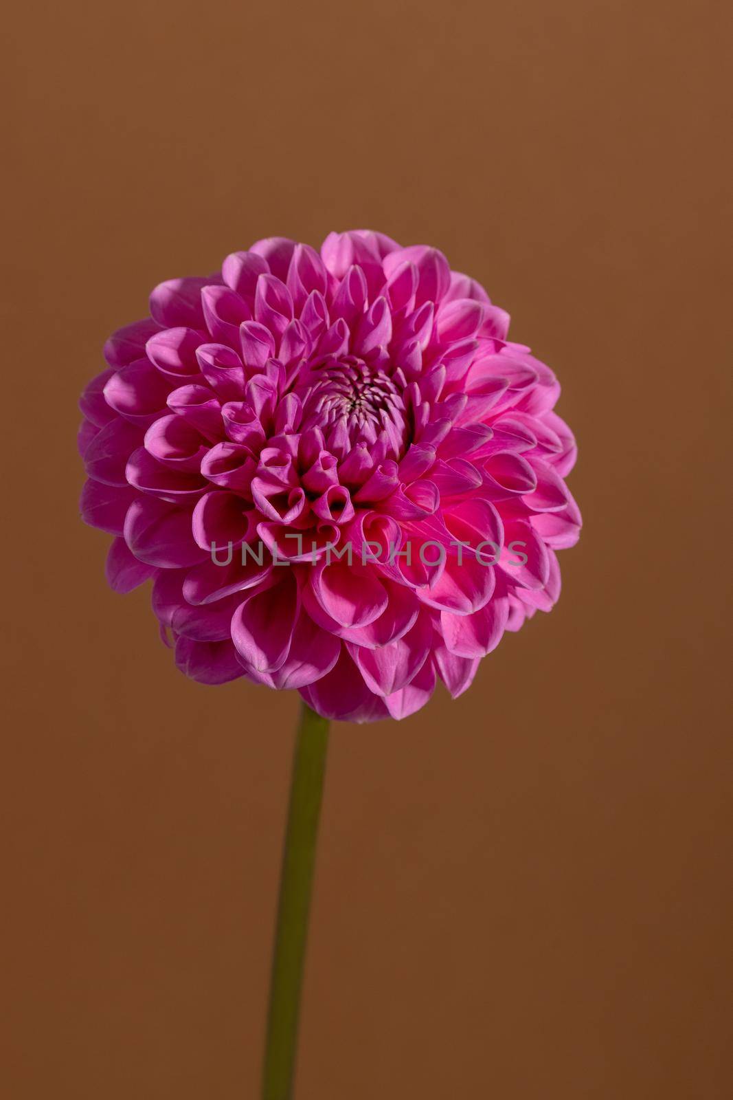 Pink Dahlia Flower on brown background. Beautiful ornamental blooming garden plant with clipping path macro view