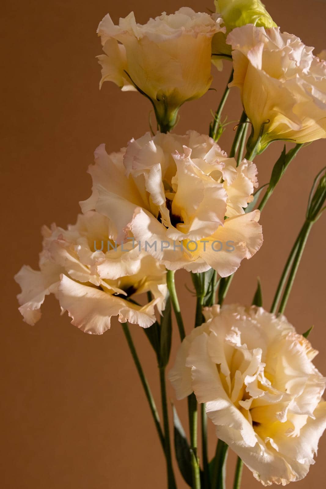 Surreal dark chrome orange and white flower Eustoma macro isolated on brown , still life aesthetic composition vertical