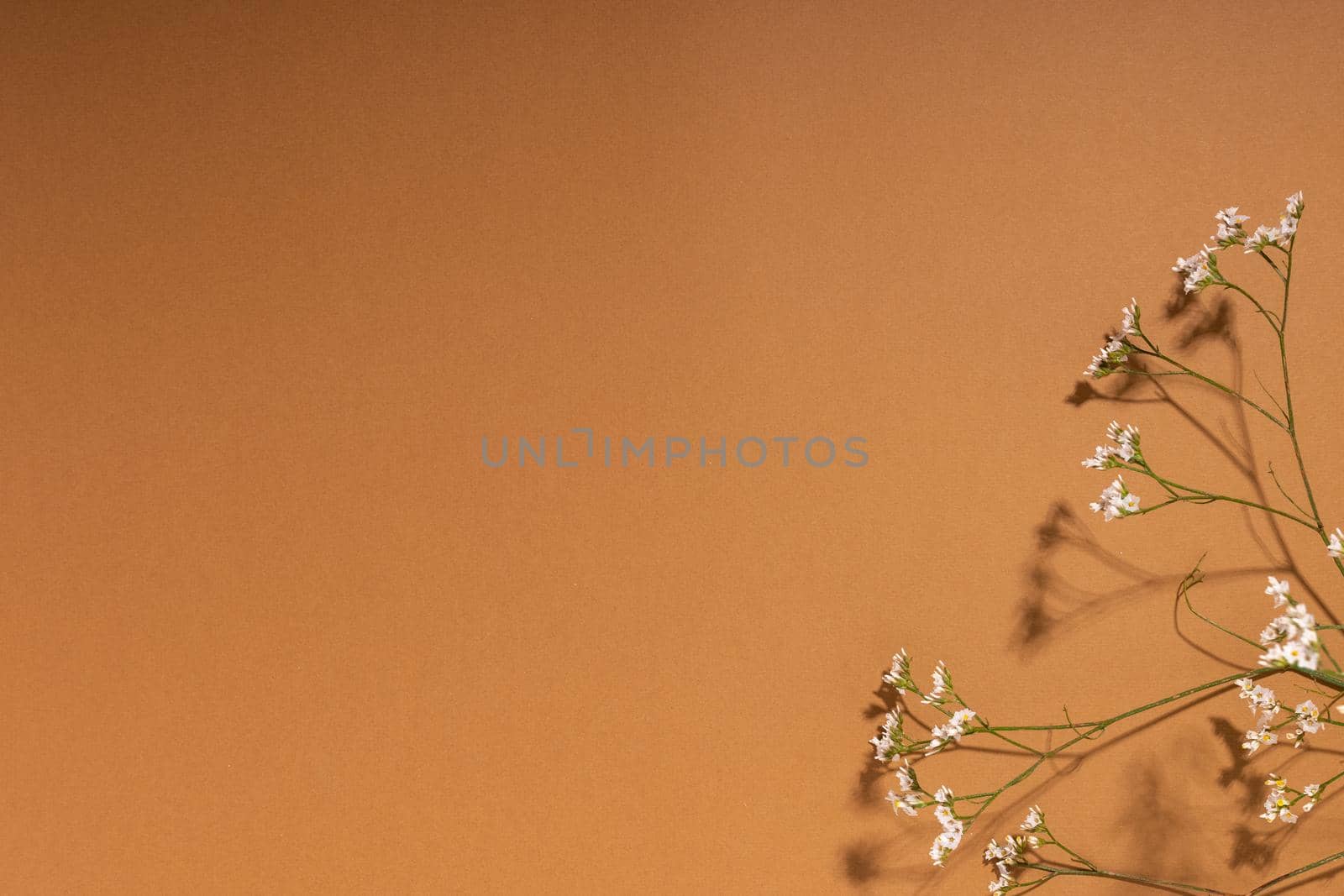 Little white flower, detail of a Gipsofila flower on brown background with copy space for your design, light and dark shadows top view