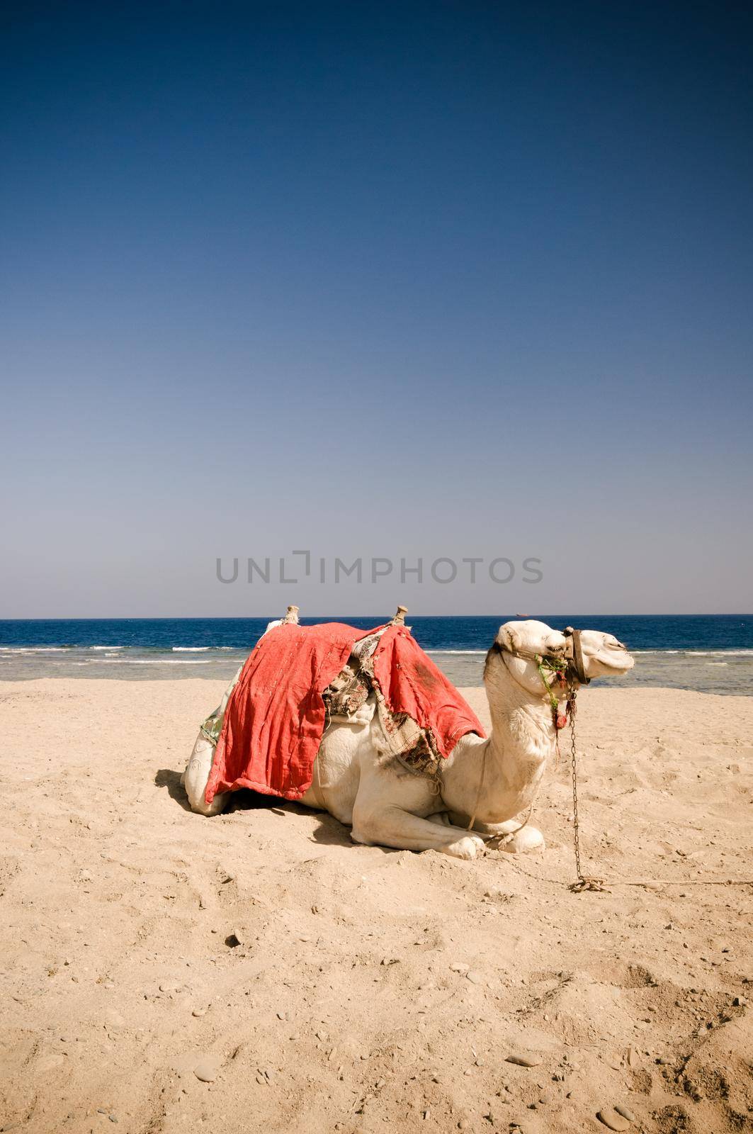 Camel resting on the sand at the beach