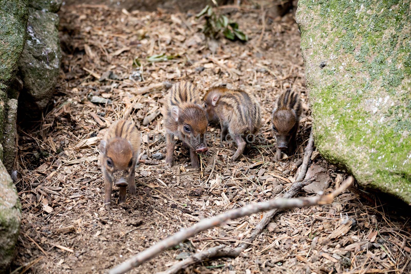 Small cute playful baby of Visayan warty pig (Sus cebifrons) is a critically endangered species in the pig genus. It is endemic to six of the Visayan Islands in the central Philippines