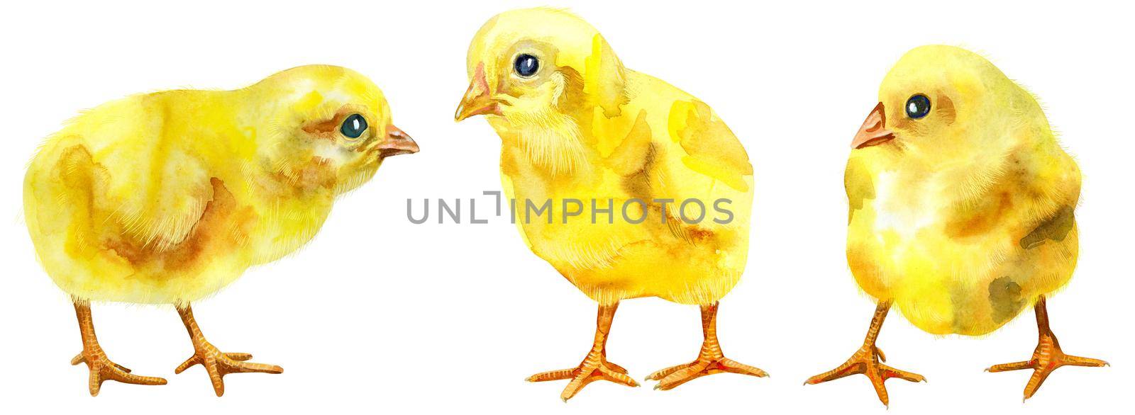 Watercolor illustration of yellow chickens by NataOmsk