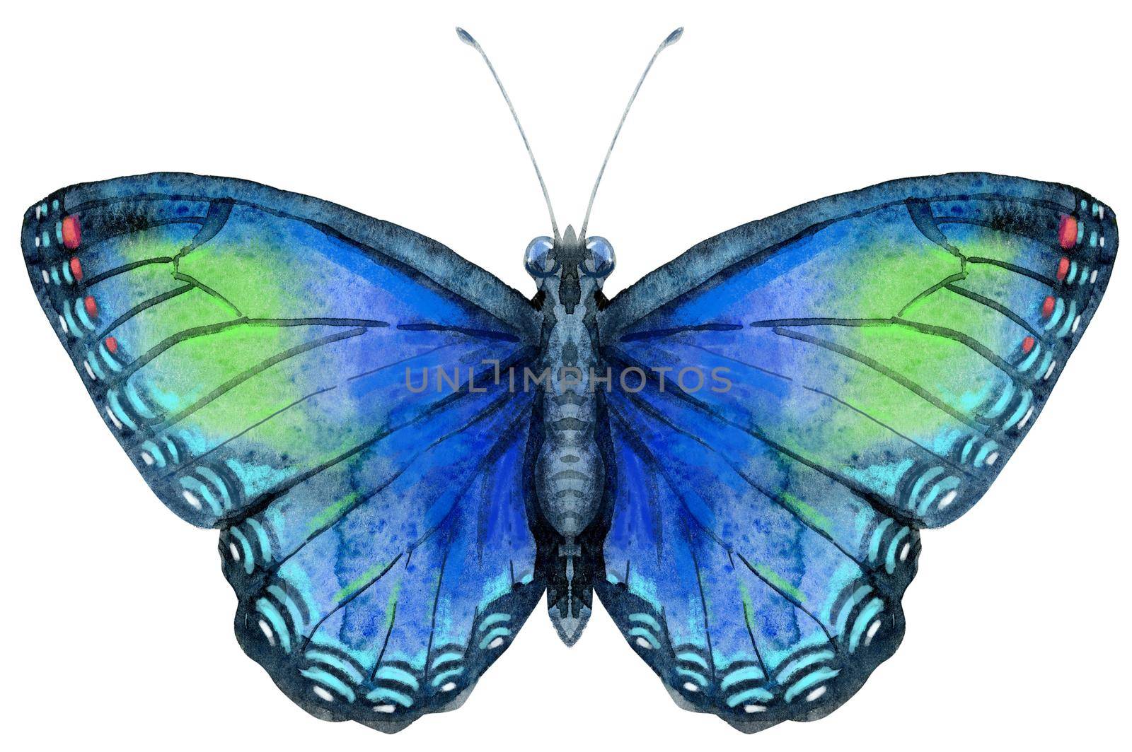 Watercolor blue butterfly with green spots, isolated on white by NataOmsk