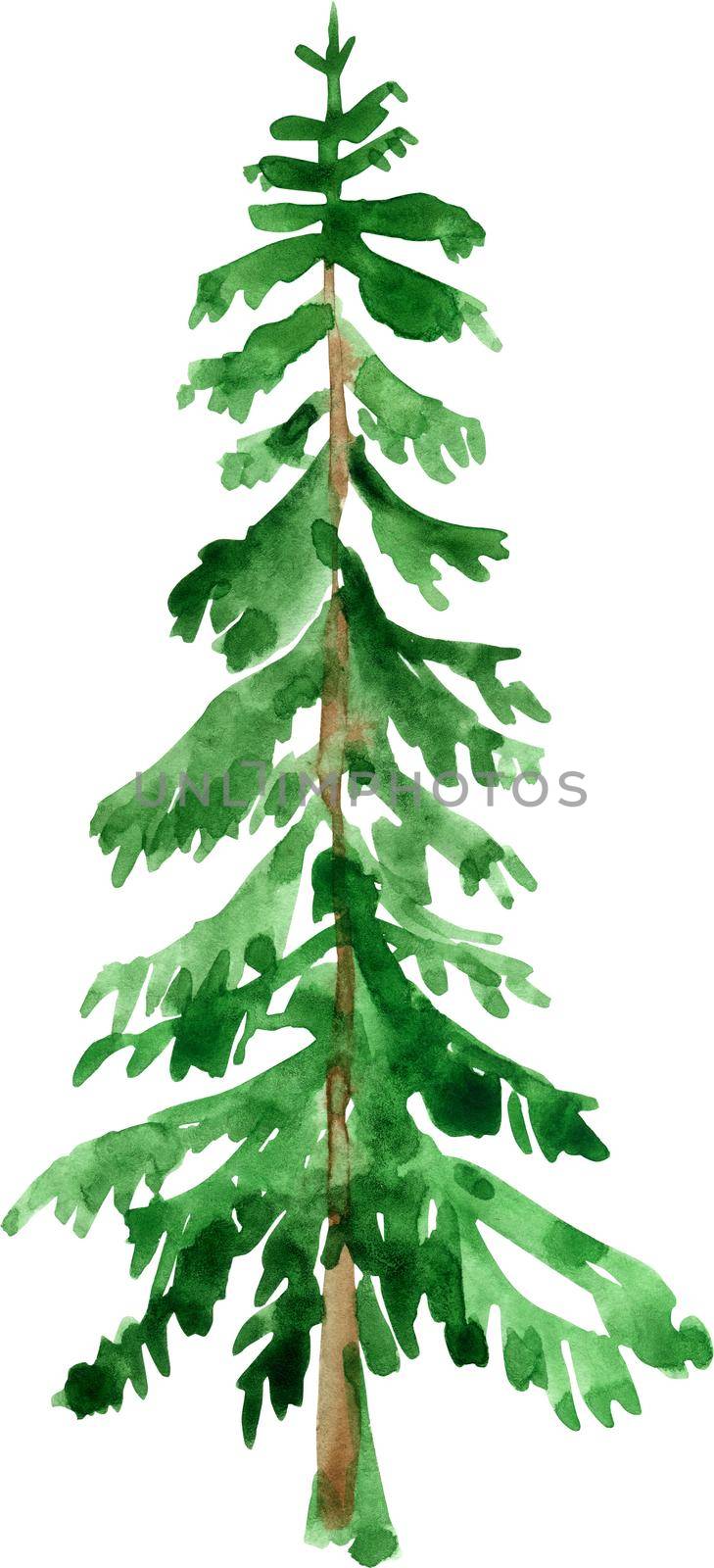 Green fir tree drawing by watercolor, isolated forest element, conifer tree, hand drawn illustration