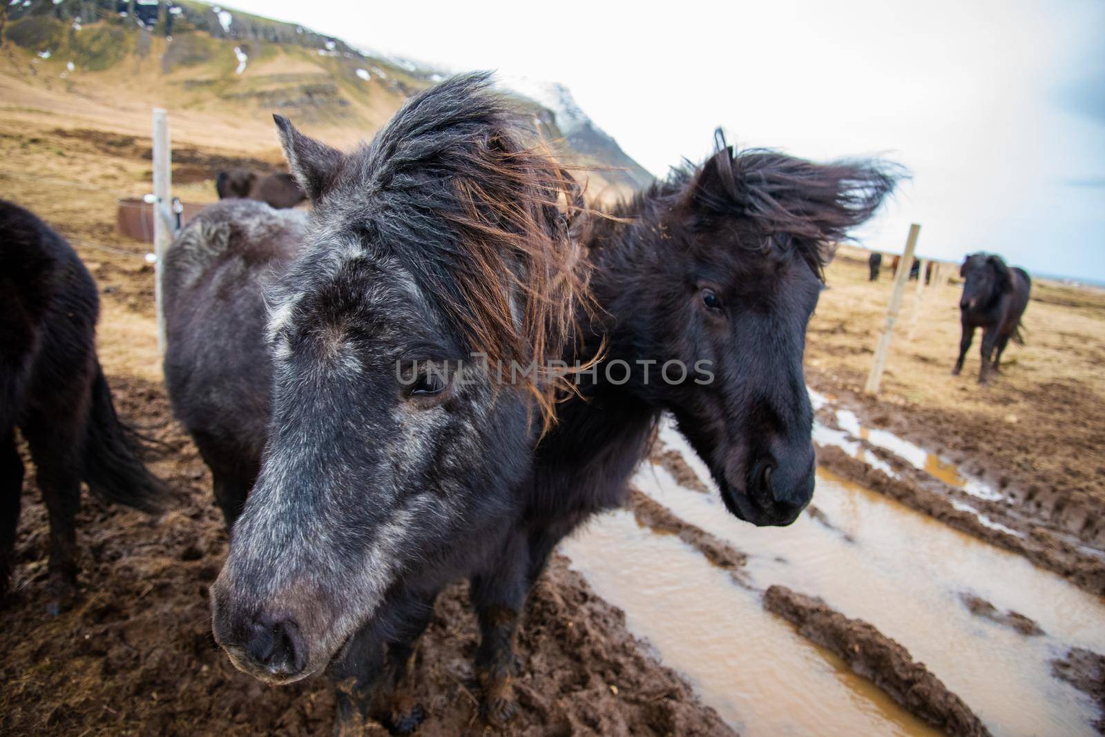 Two dark black Icelandic ponies stand close together in the windy cold winter weather with hair blowing in the wind majestic