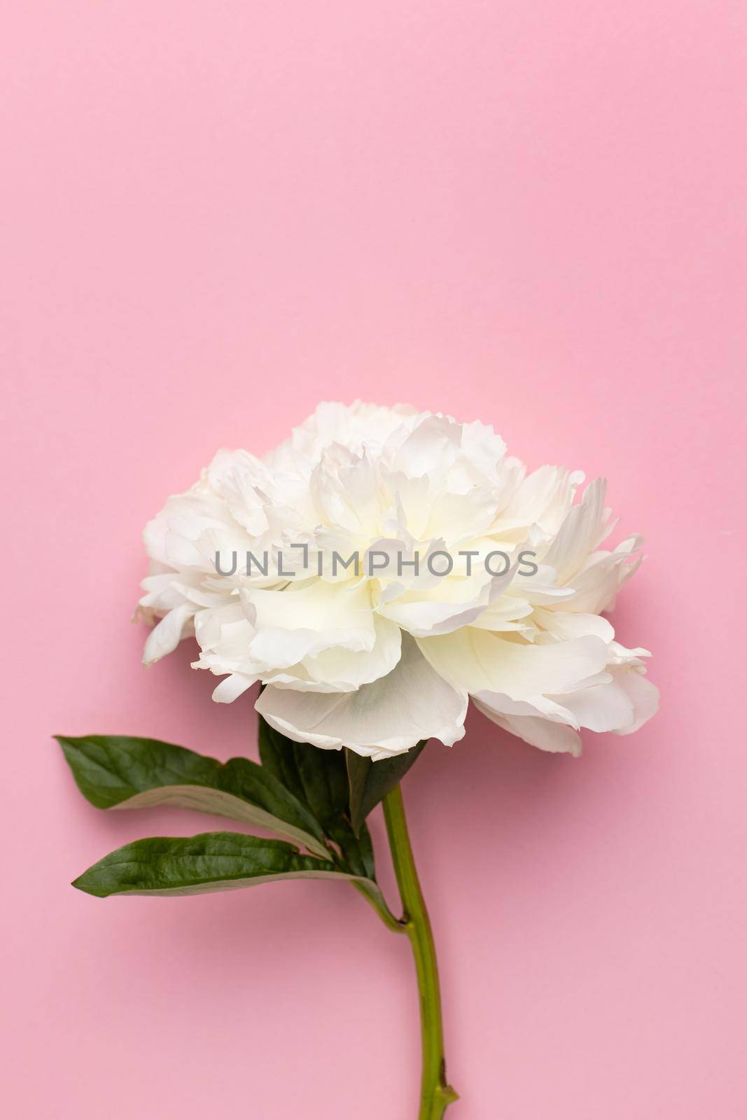 Closeup of beautiful white peony flower in vase on pink background with copy space, holiday and birthday concept by katrinaera