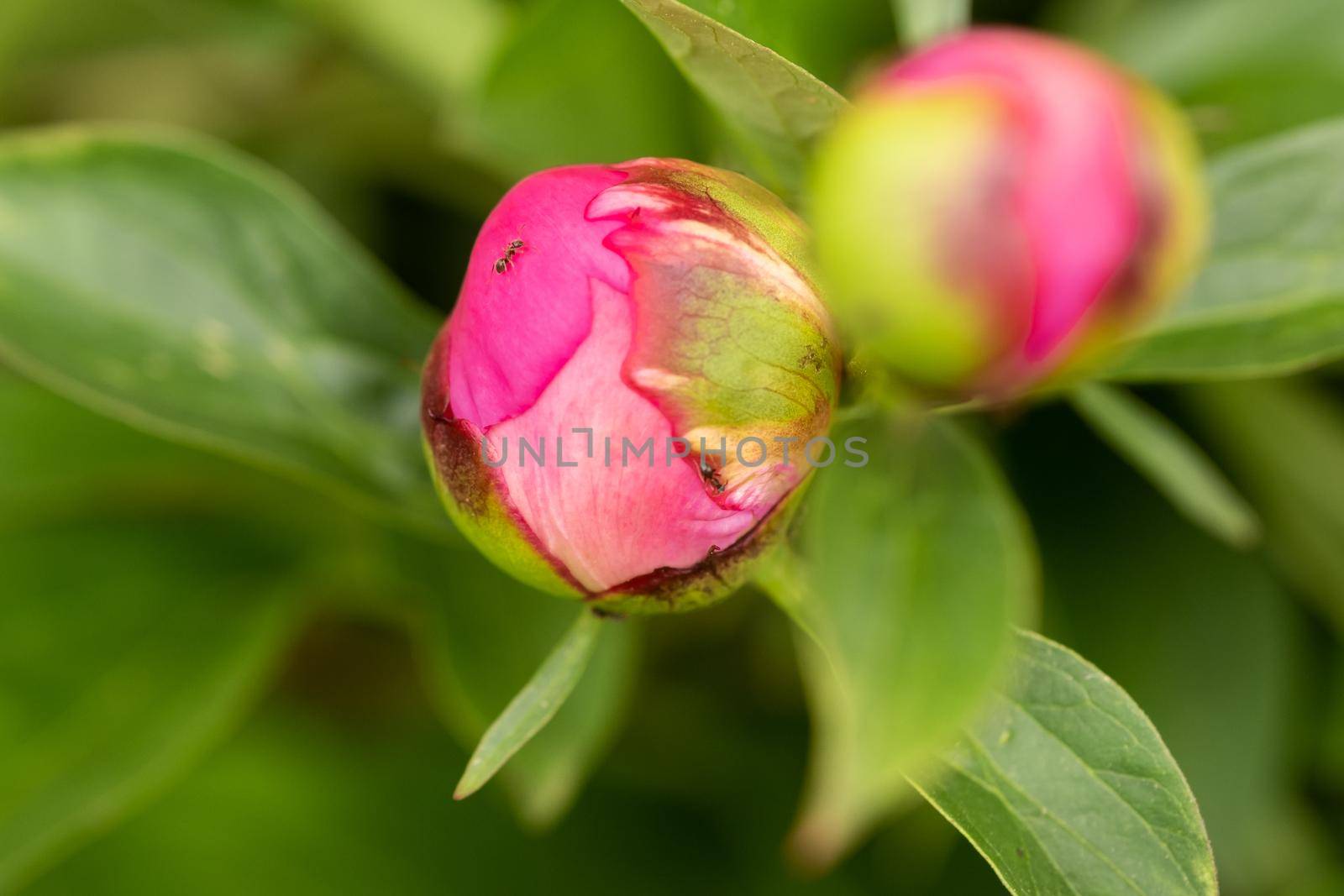 Macro photography of an ant on a peony Bud.Blooming peony flower Bud and ant by Lobachad