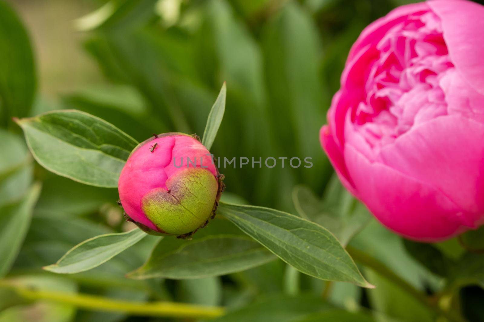 Macro photography of an ant on a peony Bud.Blooming peony flower Bud and ant.