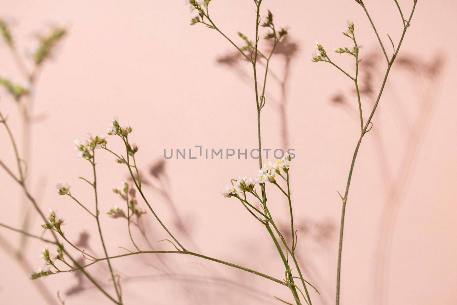 Little white flower, detail of a Gipsofila flower on pink background with copy space for your design, light and dark shadows top view