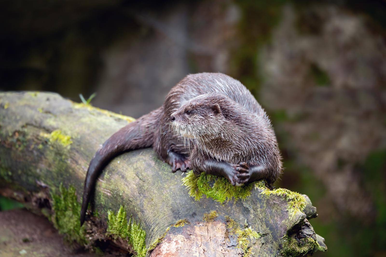 European otter (Lutra lutra) rest on tree trunk, wildlife Czech republic