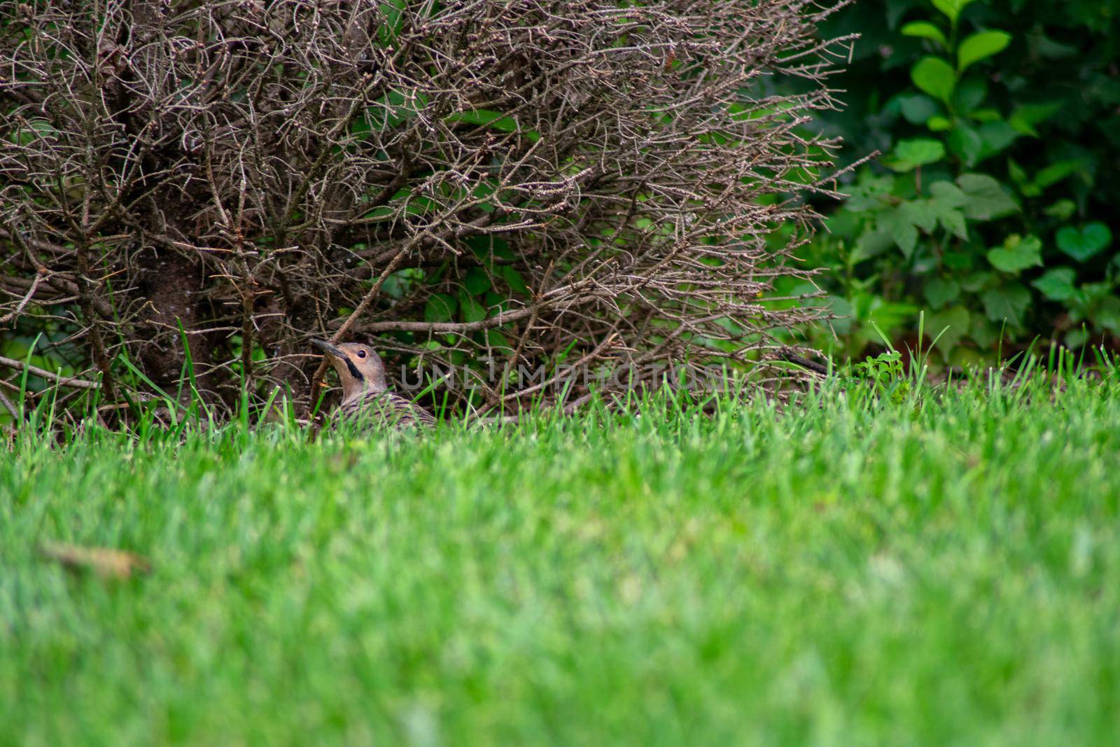 A Northern Flicker In Front of a Dead Bush by bju12290